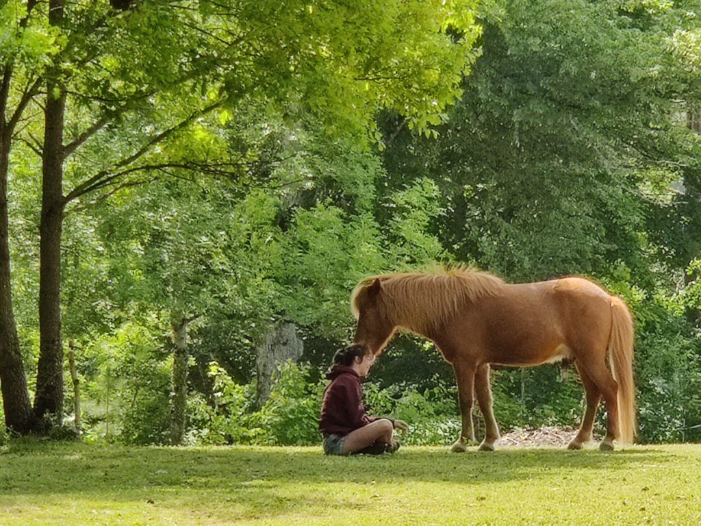 communication animale avec l'enseignement des chevaux